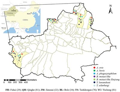 Molecular Detection and Identification of Babesia spp., Theileria spp., and Anaplasma spp. in Sheep From Border Regions, Northwestern China